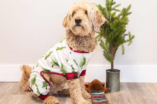 dog sitting down wearing Christmas pajamas